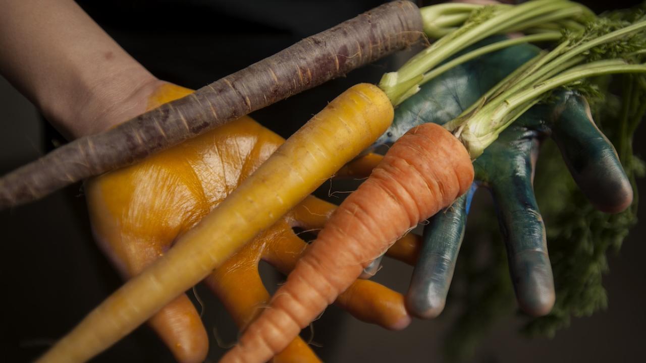 Two hands, one stained orange, the other blue, hold three carrots of different colors.