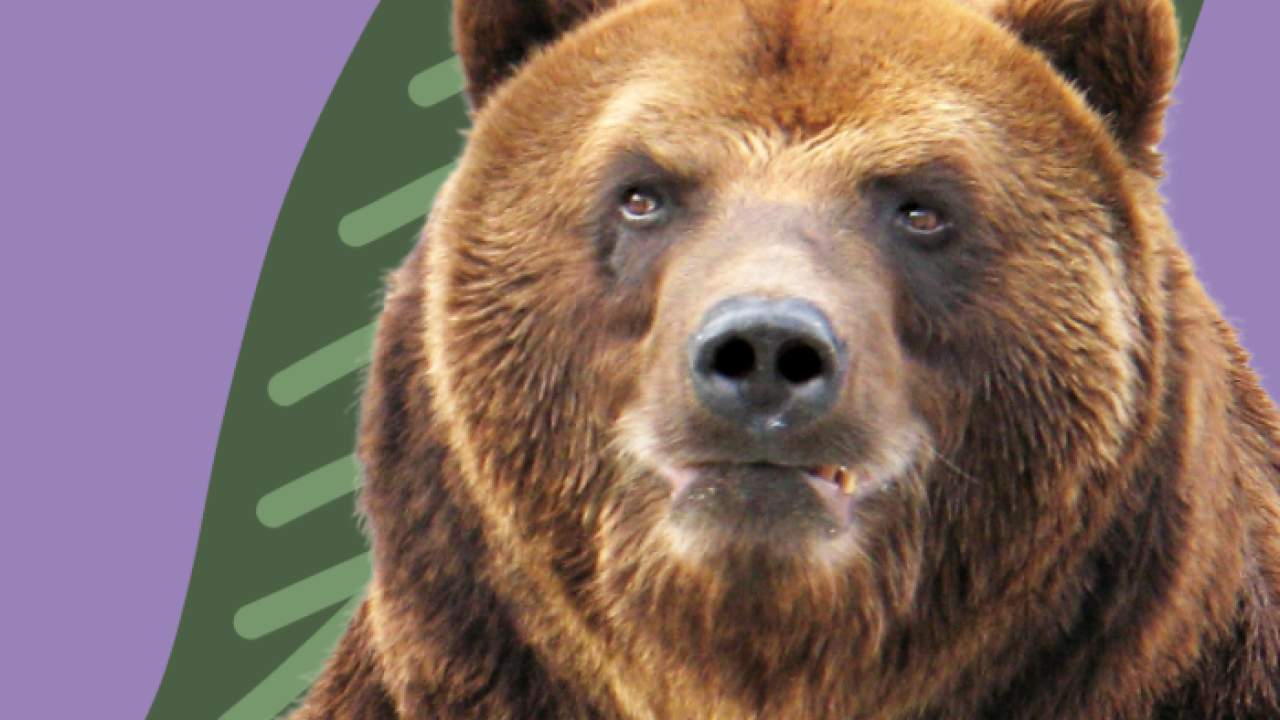 A photo of a bear on a purple background.